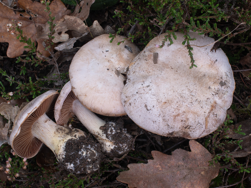 Cortinarius scaurotraganoides